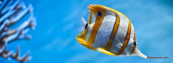 Fish Facebook Covers For Timeline