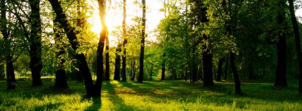 Spring Nature