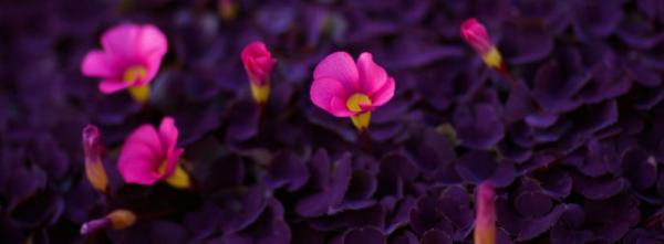 Bright Pink Flowers