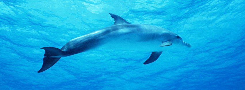 Dolphin in the deep blue Ocean {Animals Facebook Timeline Cover Picture, Animals Facebook Timeline image free, Animals Facebook Timeline Banner}