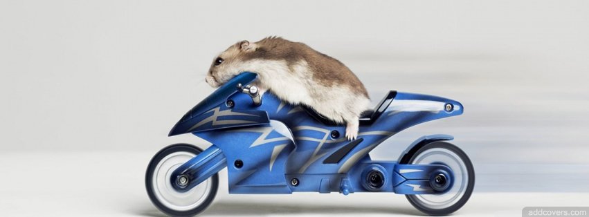 Mouse on Motorcycle {Motorcycles Facebook Timeline Cover Picture, Motorcycles Facebook Timeline image free, Motorcycles Facebook Timeline Banner}