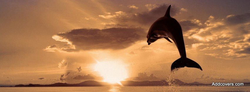 Jumping Dolphin {Animals Facebook Timeline Cover Picture, Animals Facebook Timeline image free, Animals Facebook Timeline Banner}