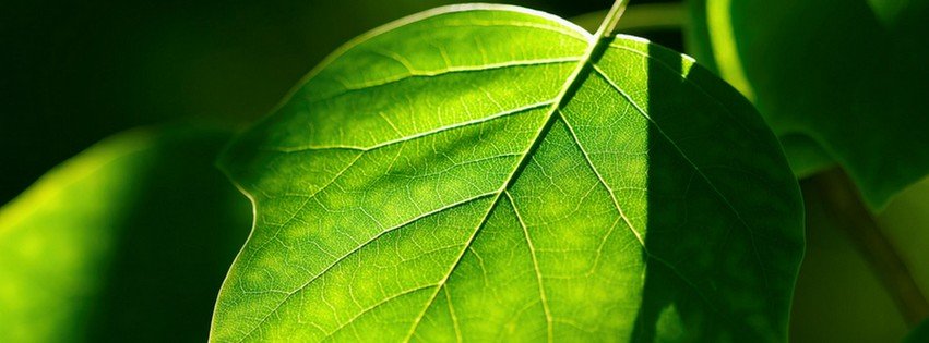 Green Leaves {Scenic & Nature Facebook Timeline Cover Picture, Scenic & Nature Facebook Timeline image free, Scenic & Nature Facebook Timeline Banner}