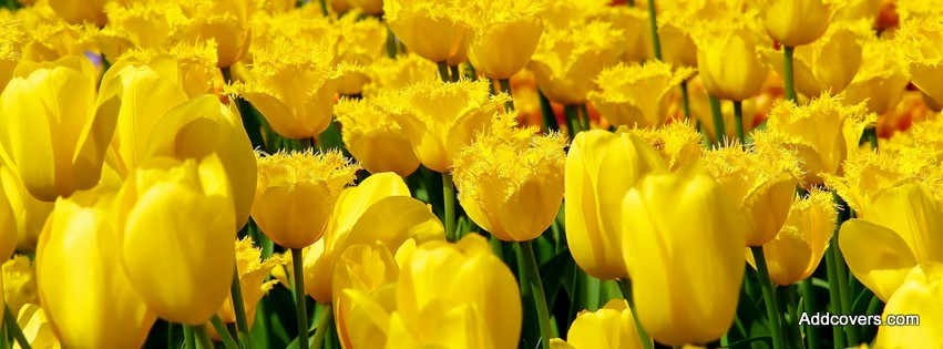 Yellow Tulips {Flowers Facebook Timeline Cover Picture, Flowers Facebook Timeline image free, Flowers Facebook Timeline Banner}