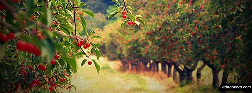 Cherries Facebook Covers