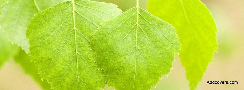 Green Birch Leaves {Scenic & Nature Facebook Timeline Cover Picture, Scenic & Nature Facebook Timeline image free, Scenic & Nature Facebook Timeline Banner}