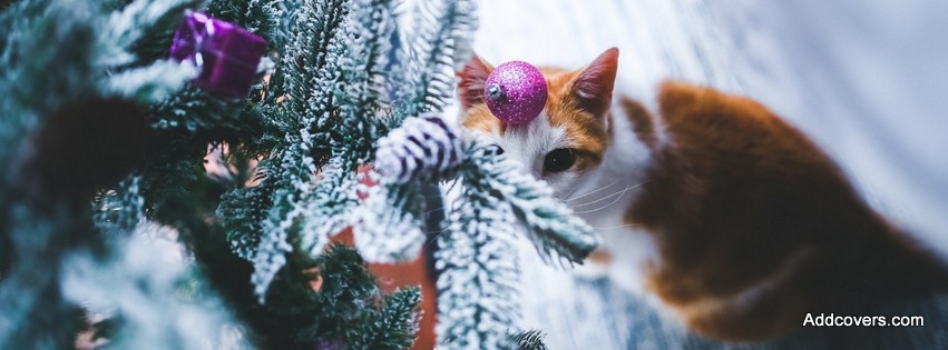 Xmas Cat {Holidays Facebook Timeline Cover Picture, Holidays Facebook Timeline image free, Holidays Facebook Timeline Banner}