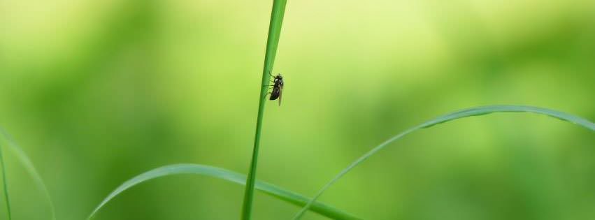 Fly on the Grass {Animals Facebook Timeline Cover Picture, Animals Facebook Timeline image free, Animals Facebook Timeline Banner}