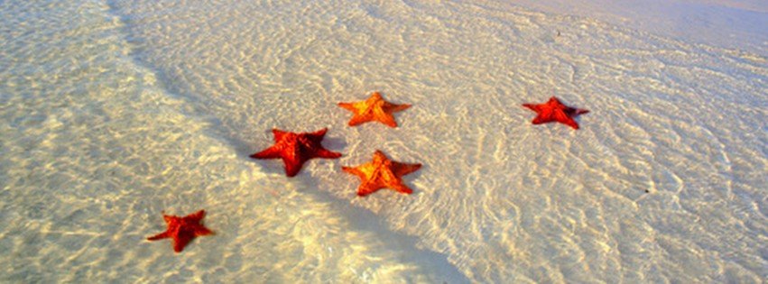 Starfishes on the Beach {Animals Facebook Timeline Cover Picture, Animals Facebook Timeline image free, Animals Facebook Timeline Banner}