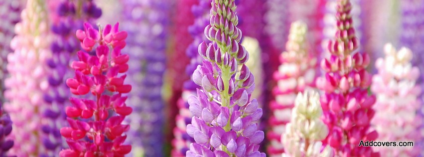 Pink Lupin Flowers {Flowers Facebook Timeline Cover Picture, Flowers Facebook Timeline image free, Flowers Facebook Timeline Banner}