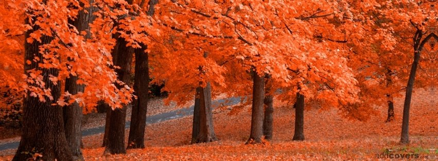 Fall Trees {Scenic & Nature Facebook Timeline Cover Picture, Scenic & Nature Facebook Timeline image free, Scenic & Nature Facebook Timeline Banner}