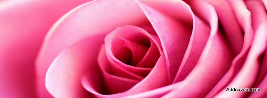 Pink Blooming Rose {Flowers Facebook Timeline Cover Picture, Flowers Facebook Timeline image free, Flowers Facebook Timeline Banner}